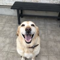 笑顔を見せる犬