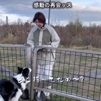 飼い主を出迎える中型犬