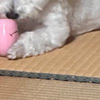 ボール