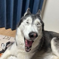 ラニちゃんがあくびをする瞬間5