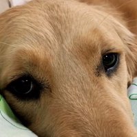 布団の上でじっとこちらを見る犬