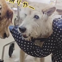 おばあちゃんワンコを車椅子に乗せたら7