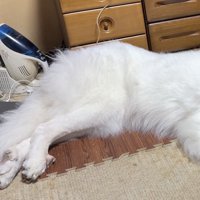 床に寝そべる犬
