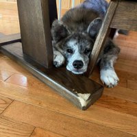 隙間から顔を出すあきちゃん