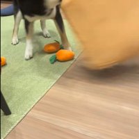 知育おもちゃで遊ぶくろべえ君5