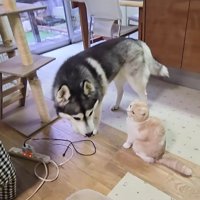 はっちゃんのことが大好き