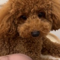 見つめる犬2