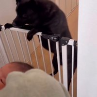 柵に前足を乗せて動き回る犬