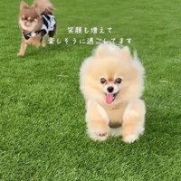 芝生の上を走り回る犬