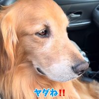 「やだ！」