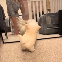 鏡越しに前足をあげてはしゃぐ犬