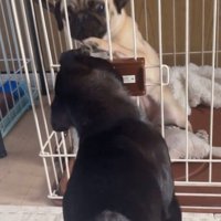 おはぎちゃん＆ちまき君の脱走劇6