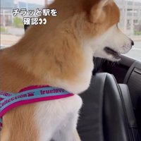 ドライブ中のひなちゃんの変化7