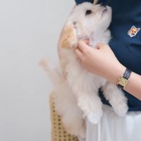 抱っこされるぽぬちゃん