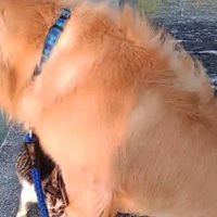 犬に体をすり寄せる猫