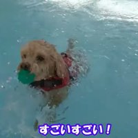 上手に泳いでいます！