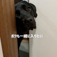 うるうるの瞳で主張
