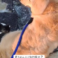 周囲を見まわす犬と、犬に近寄る猫