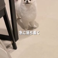 急に興奮が冷めてスンッ