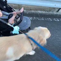 ペースを合わせて一緒にお散歩中