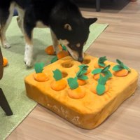 知育おもちゃで遊ぶくろべえ君3