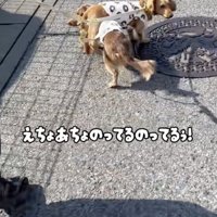 運ばれるよよたん