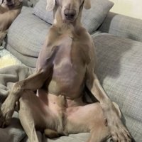 ソファに座る犬