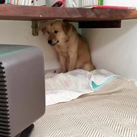 隅で震える犬