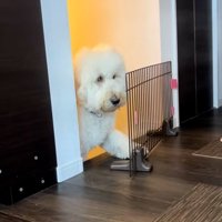 柵に驚く栗丸くん