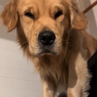 目を開くゴールデンレトリバー