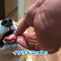鶏肉をゲット♪