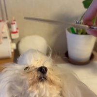 上を向く糸ちゃん