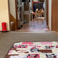 ハナちゃんが吠えたので叱ったら…？