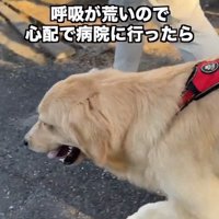 呼吸が荒いちあちゃん3