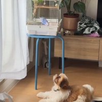 鳥かごに入っているインコを見つめる犬