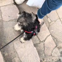 「上れないよ～、手伝って！」