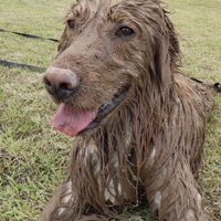 泥に塗れて笑顔の大型犬2