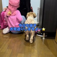 玄関にやってきた家族を見守る犬