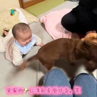 実家のワンコの洗礼を受ける赤ちゃん5
