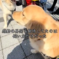 2匹の犬