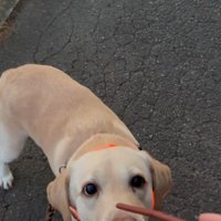 おやつに夢中な大型犬