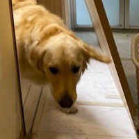 「押せばなんとかなる」