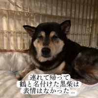 悲しそうな表情の老犬