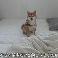 動かないはちくん