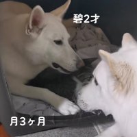 優しく見守るわんこたち