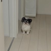 ヨボヨボ