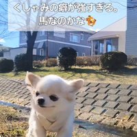 たねちゃんのくしゃみ