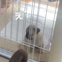 振り向く犬