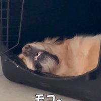 モコちゃんの寝起きの瞬間3