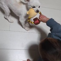 おもちゃを取り合う小型犬と赤ちゃん